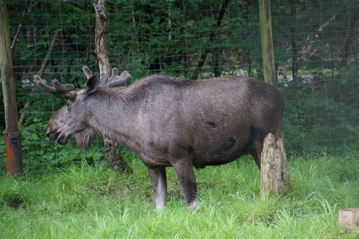 Wildpark 2019